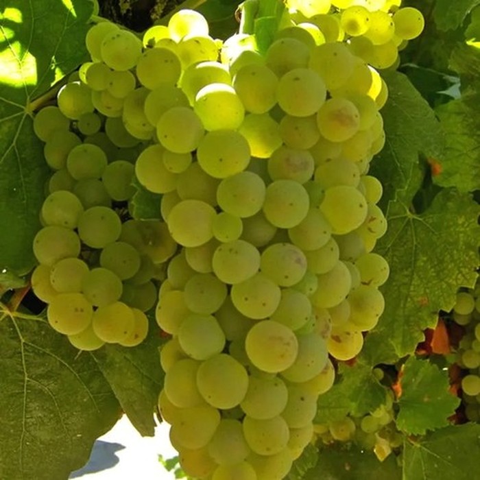 Алиготе технический виноград 