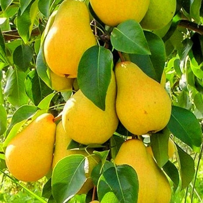 Колоновидная груша