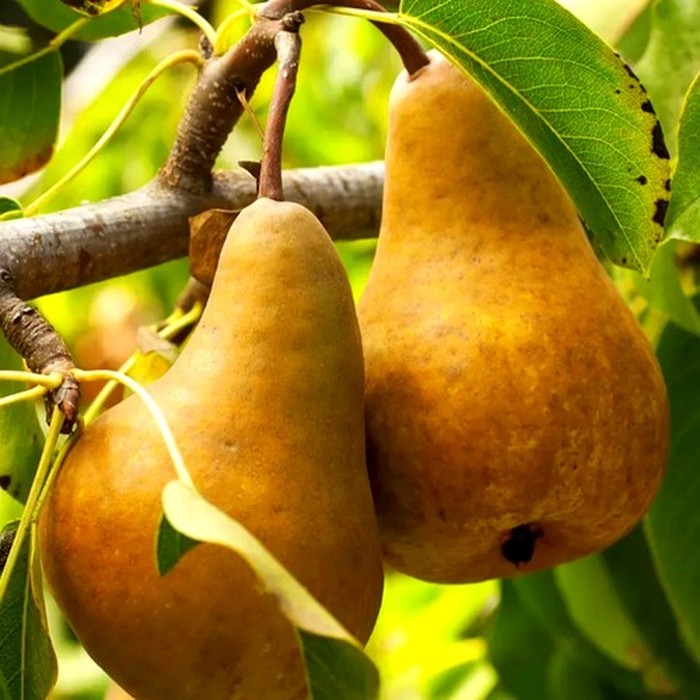 Бере Брак груша