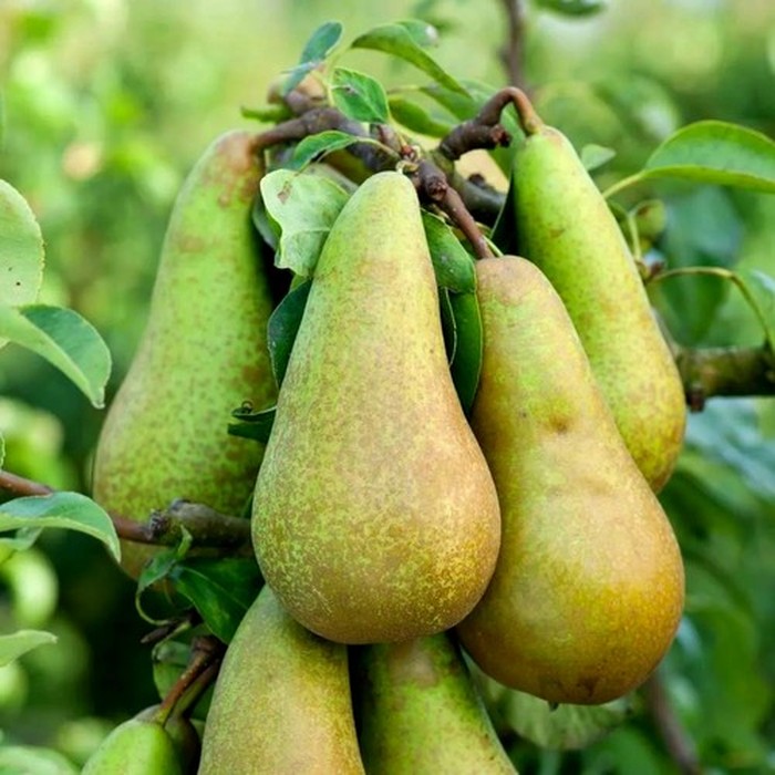 Конференция груша 