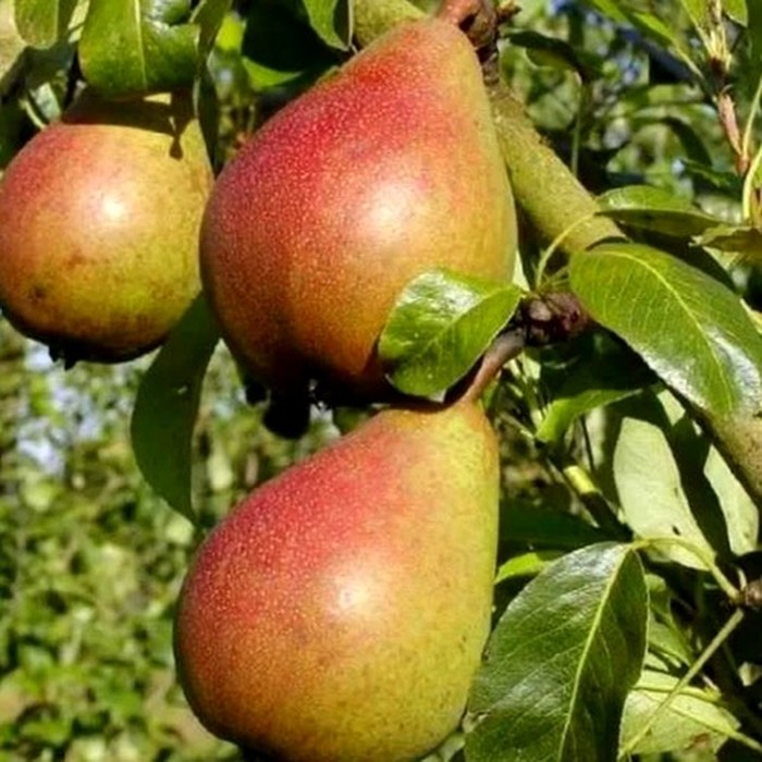 Любимица Клаппа груша