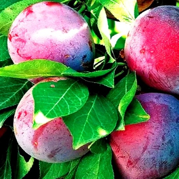 Фортуна слива