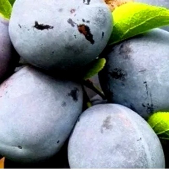 Ненька слива