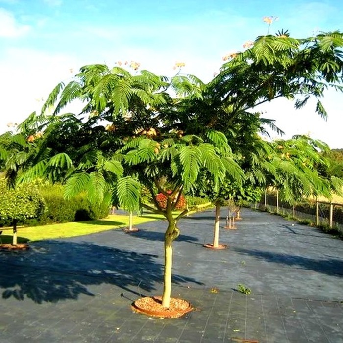 Альбиция ленкоранская акация