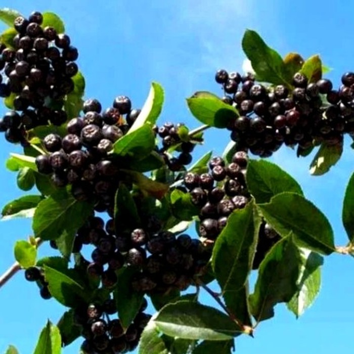 Арония Неро P9 черноплодная рябина