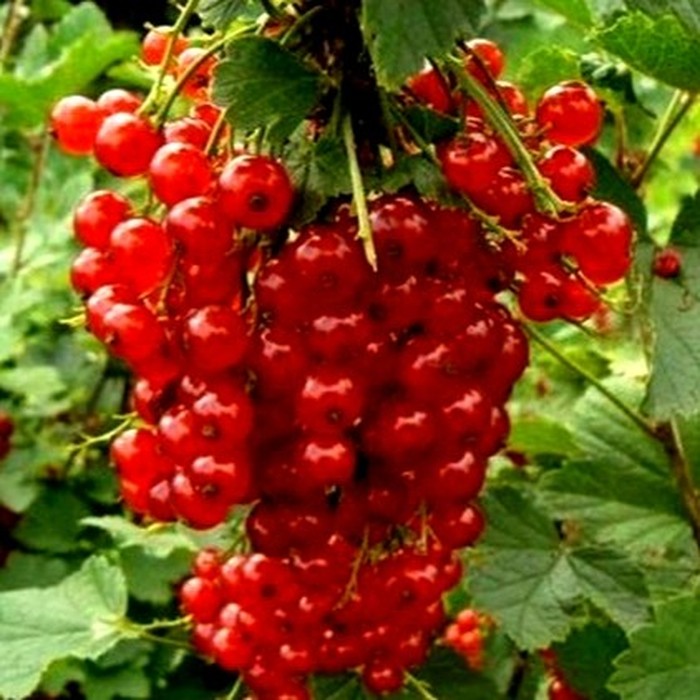 Валентиновка C1 красная смородина 